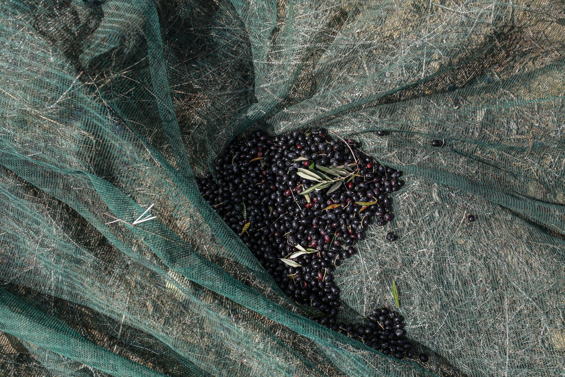 Fresh olives on the nets