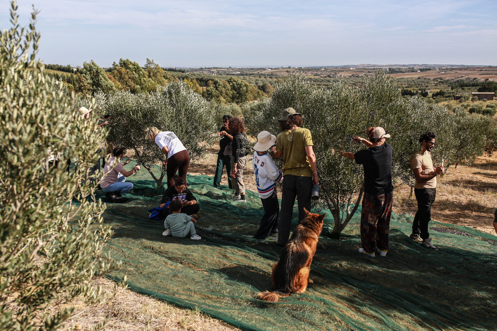 Harvest in the groves