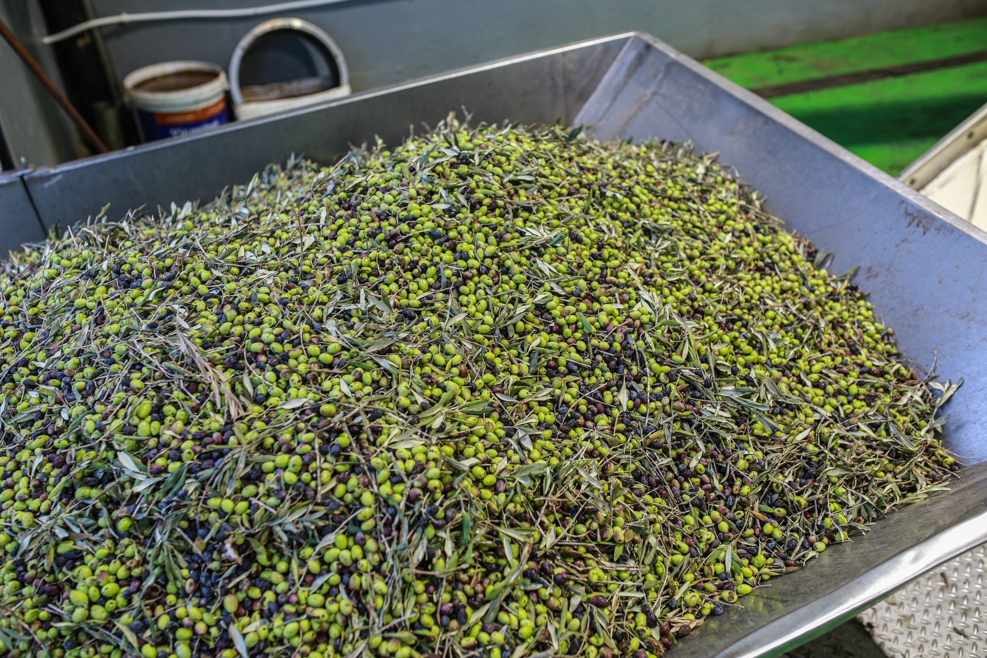 Olives at the mill